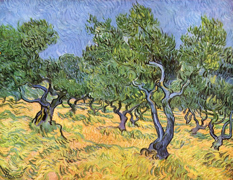 Van Gogh Olive Trees canvas print