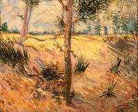 Van-Gogh-Bäume auf einem Gebiet an einem sonnigen Tag
