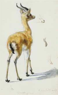 Wallis Henry Study Of A Fawn