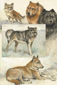 Wardle Arthur A Group Of Dog Studies Including Black And Red Chow Chow Chihuahua Esquimaux And Dingo canvas print