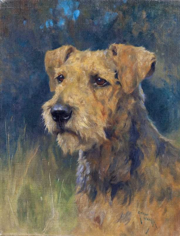 Wardle Arthur An Airedale Terrier canvas print