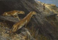 Wardle Arthur Indian Leopards 1916 Leinwanddruck