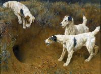 Leinwanddruck von Wardle Arthur Wire Fox Terriers By A Badger Set