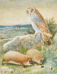 Webbe William James The Barn Owl and Hedgehogs. ويبي ويليام جيمس البومة والقنافذ