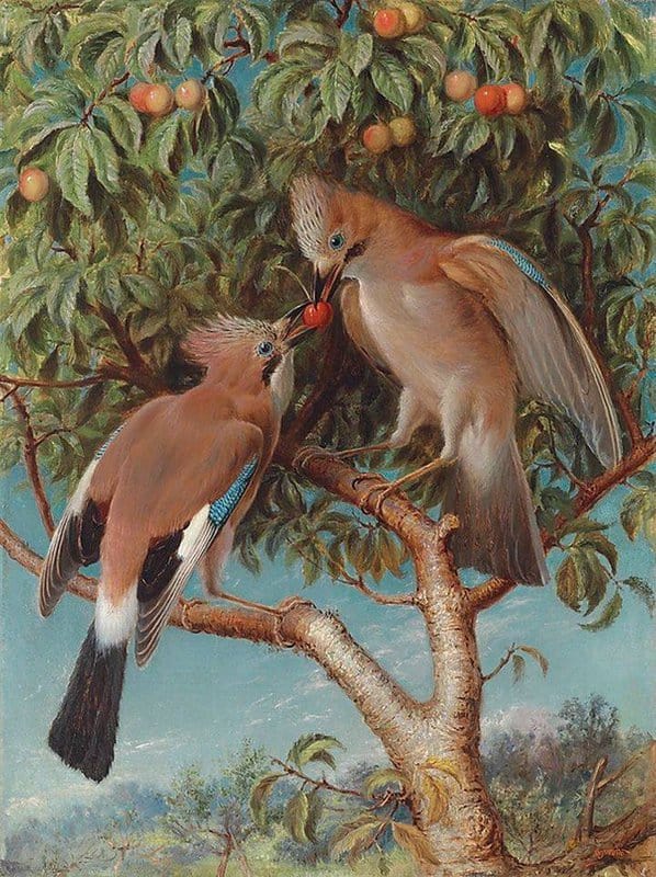 Webbe William James Two Jays On A Cherry Tree Ca. 1860 canvas print