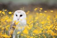 White And Brown Barn Owl canvas print