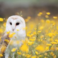 White And Brown Barn Owl
