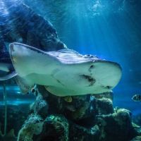 White Manta Ray Underwater