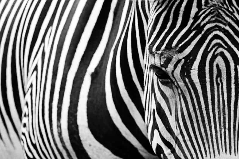 Tableaux sur toile, reproduction de Zebra Close-up