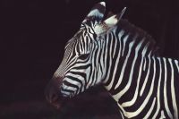 Zebra In Shallow Focu Lens canvas print