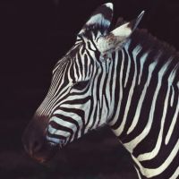 Zebra In Ondiepe Focus Lens