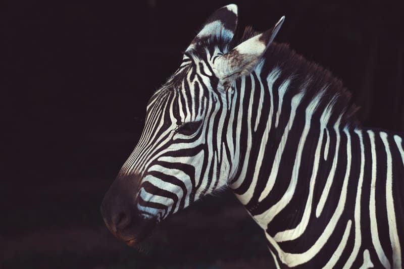 Tableaux sur toile, reproduction de Zebra In Shallow Focu Lens