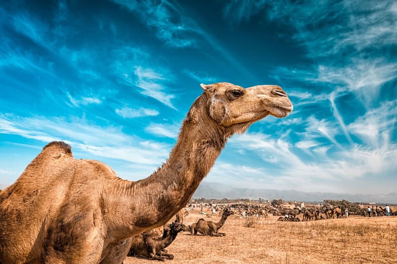 Majestic Camel in Desert Serenade premium reproduction