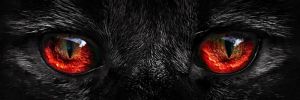 Mesmeric Gaze: The Enigmatic Wolf wall art