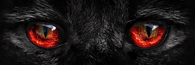 Mesmeric Gaze: The Enigmatic Wolf premium reproduction