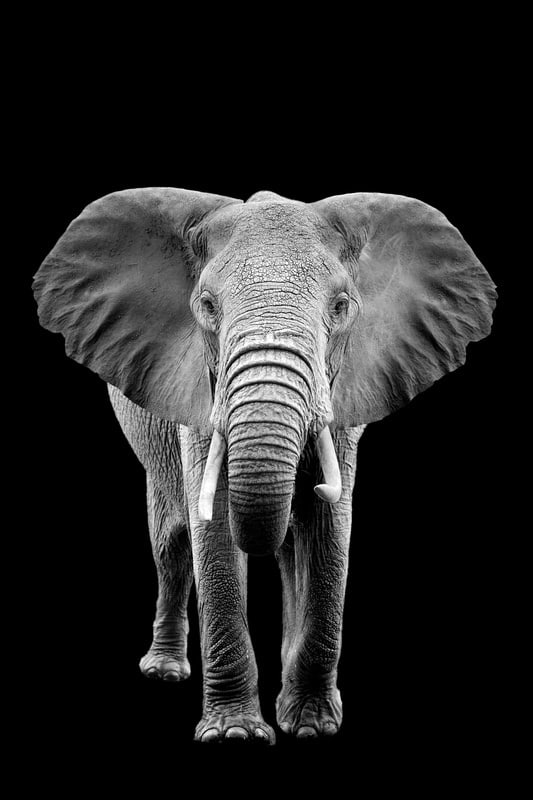 Majestic Elephantscape in Monochrome premium reproduction