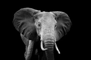 Majestic Elephant Essence - Fine Art Photography wall art
