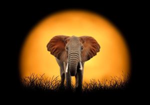 Majestic Elephant at Sunset wall art