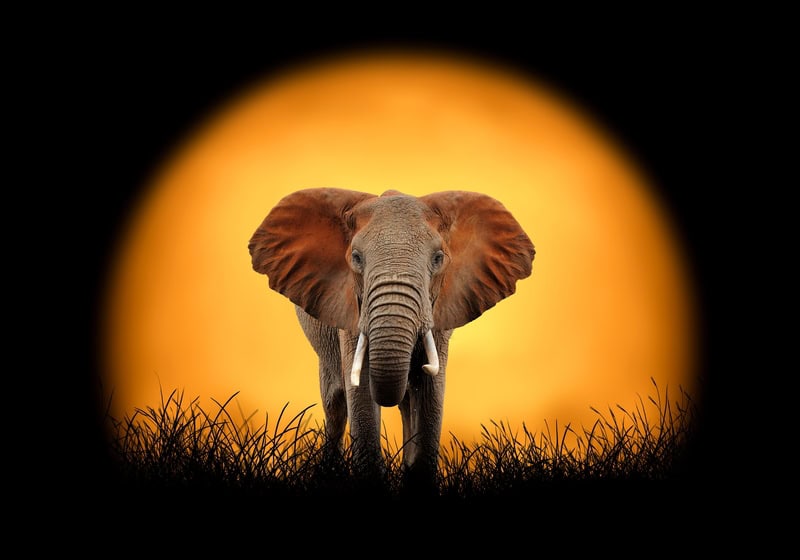 Majestic Elephant at Sunset premium reproduction