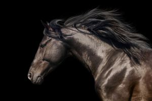 Majestic Equine Grace wall art