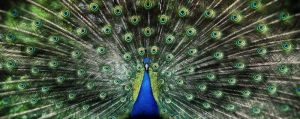 Majestic Plumage: The Peacock's Grandeur wall art