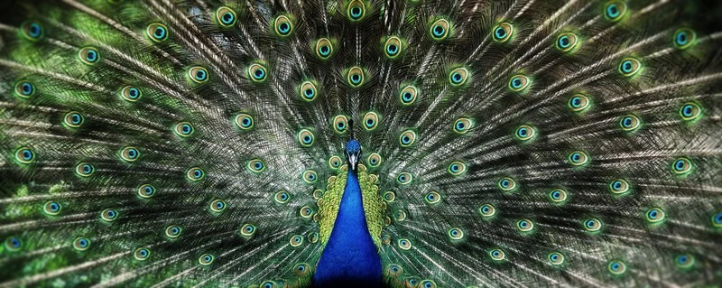 Majestic Plumage: The Peacock's Grandeur premium reproduction