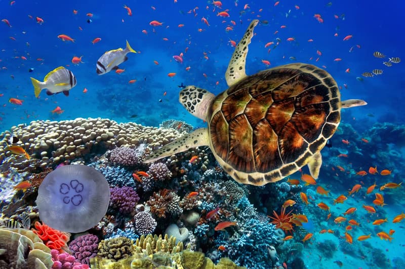 Majestic Ocean Reverie - Marine Life Photography premium reproduction