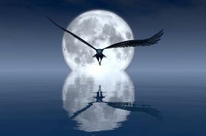 Lunar Majesty: Nocturnal Flight wall art