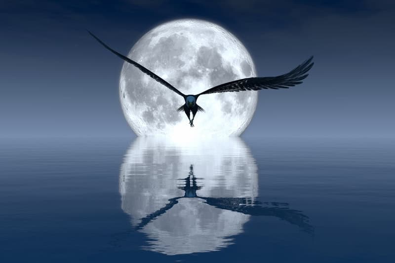 Lunar Majesty: Nocturnal Flight premium reproduction