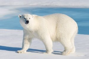 Majestic Arctic Sentinel wall art