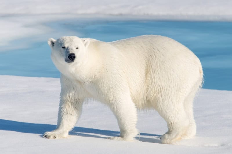 Majestic Arctic Sentinel premium reproduction