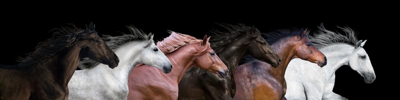 Ethereal Equine Symphony premium reproduction