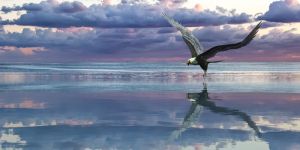 Majestic Flight: An Aerial Ballet wall art