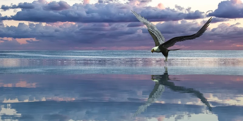 Majestic Flight: An Aerial Ballet premium reproduction