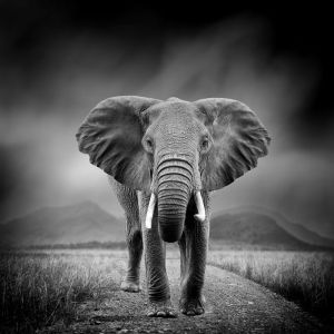 Majestic Elephant – Guardian of the Savannah wall art