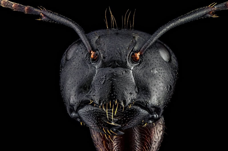 Macro Sovereignty: Majesty of the Black Ant premium reproduction