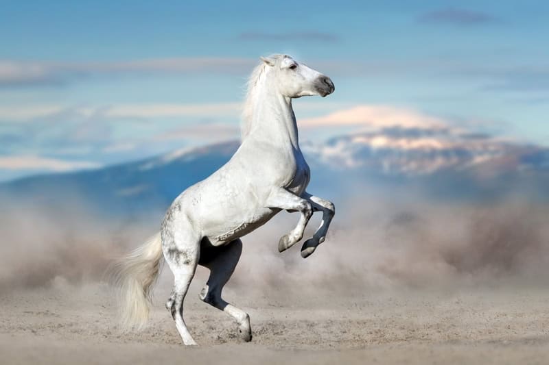 Majestic Stallion in Motion premium reproduction