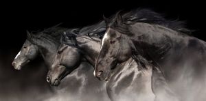 Majestic Equine Symphony wall art