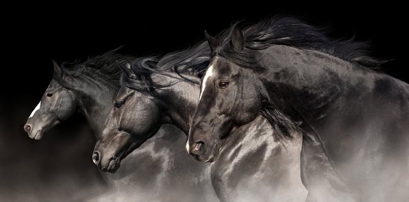 Majestic Equine Symphony premium reproduction