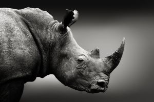 Majestic Sentinel: The Rhinoceros Portrait wall art