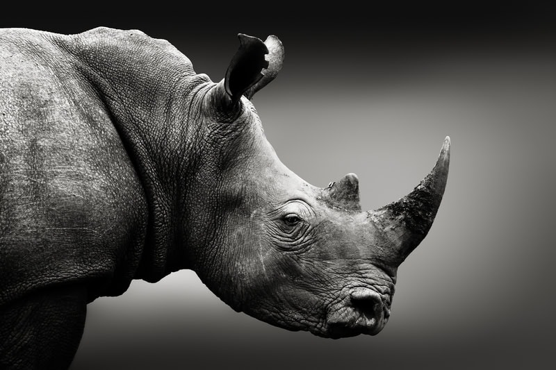 Majestic Sentinel: The Rhinoceros Portrait premium reproduction