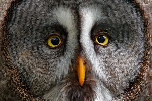 Majestic Stare: The Enigmatic Owl wall art