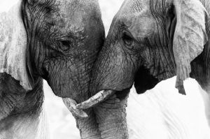 Elephant Harmony: A Timeless Bond wall art