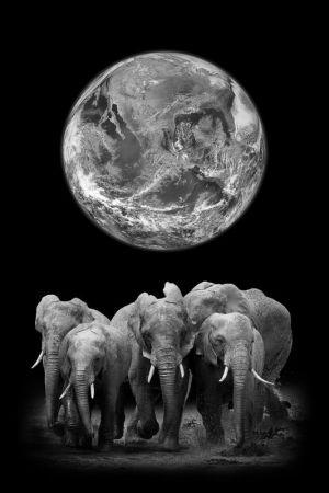 Elephants Beneath Celestial Majesty wall art
