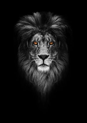 Majestic Sentinel: The Regal Lion Portrait wall art