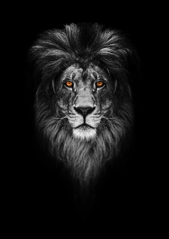 Majestic Sentinel: The Regal Lion Portrait premium reproduction