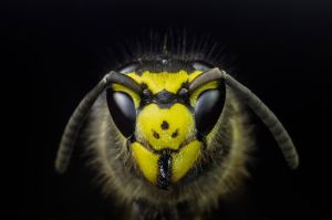 Enigmatic Wasp: Nature's Jewel wall art