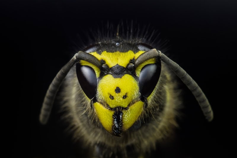 Enigmatic Wasp: Nature's Jewel premium reproduction