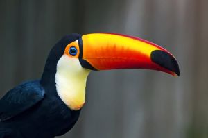 Vibrant Toucan Majesty wall art