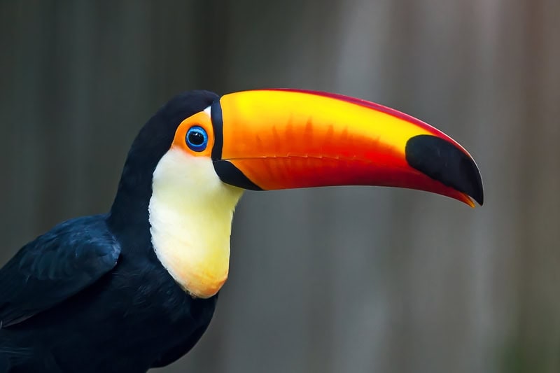 Vibrant Toucan Majesty premium reproduction